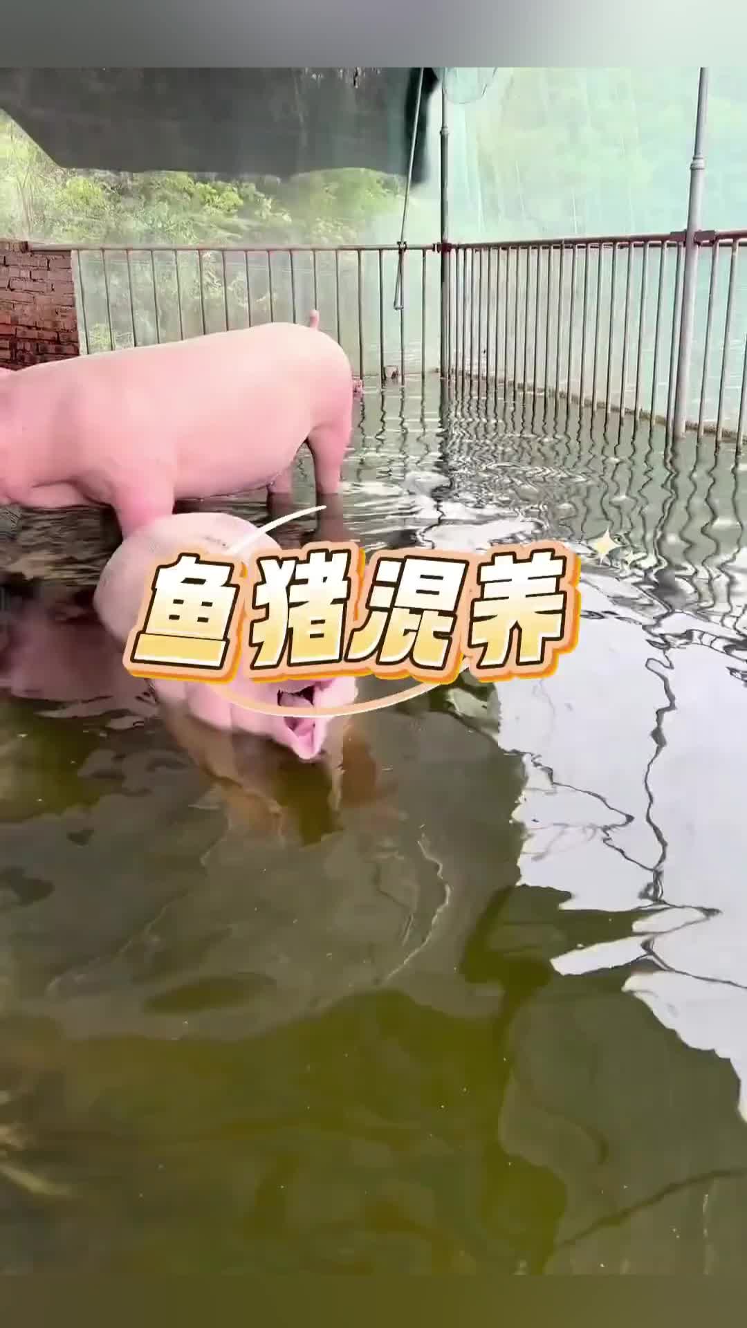 章鱼保罗后继有“鱼”？新加坡金鱼预测世界杯复赛成绩两次皆中！