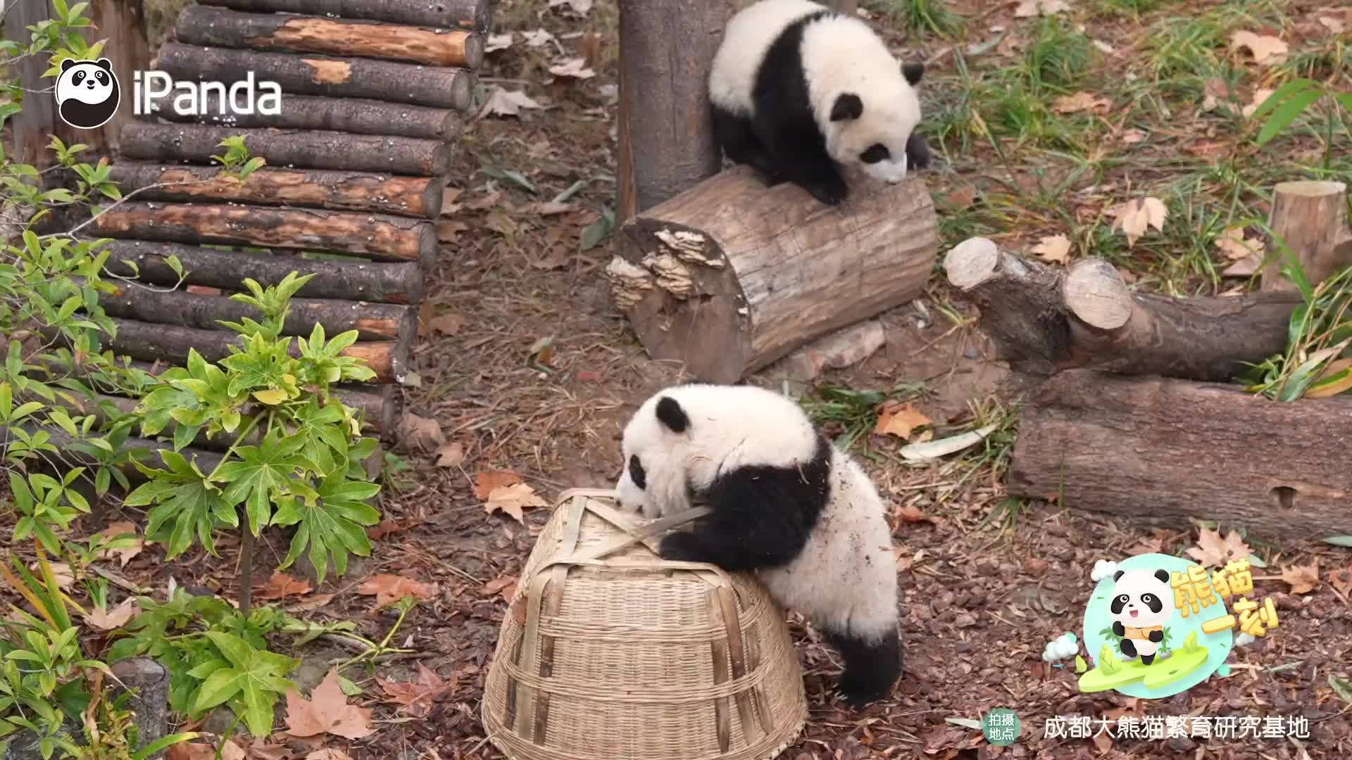 熊猫宝宝摔跤后拿小伙伴撒气哈哈哈哈哈【华人头条】