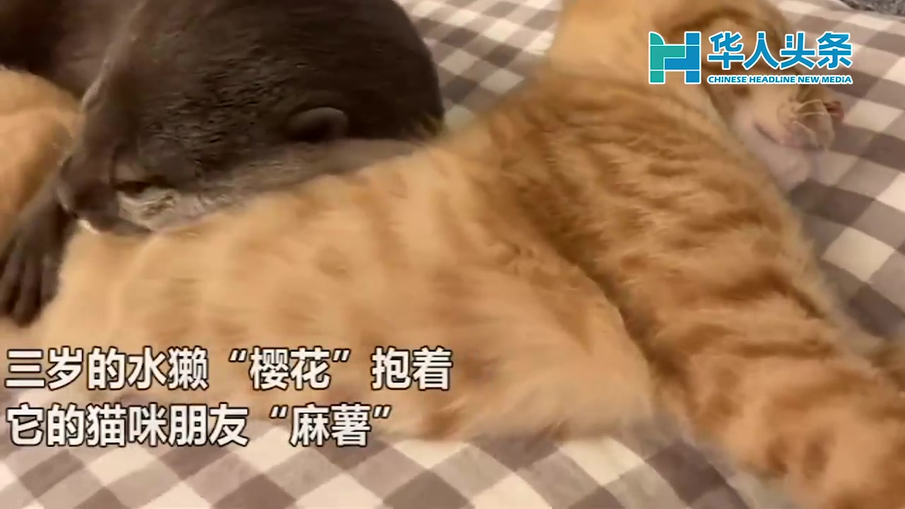 日本网友拍摄水獭抱着橘猫睡觉萌翻！_苏里南_新闻_华人头条, image size:1280x720